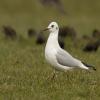 Black-headed Gull